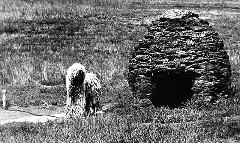 w komondor ol